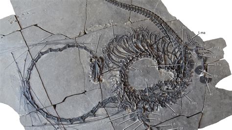 dinosaur fossils in china|new dinosaur discovered in china.